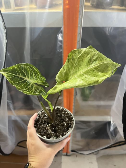 Syngonium batik