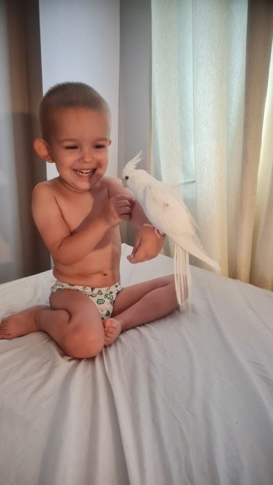 Sprzedam nimfy oswojone