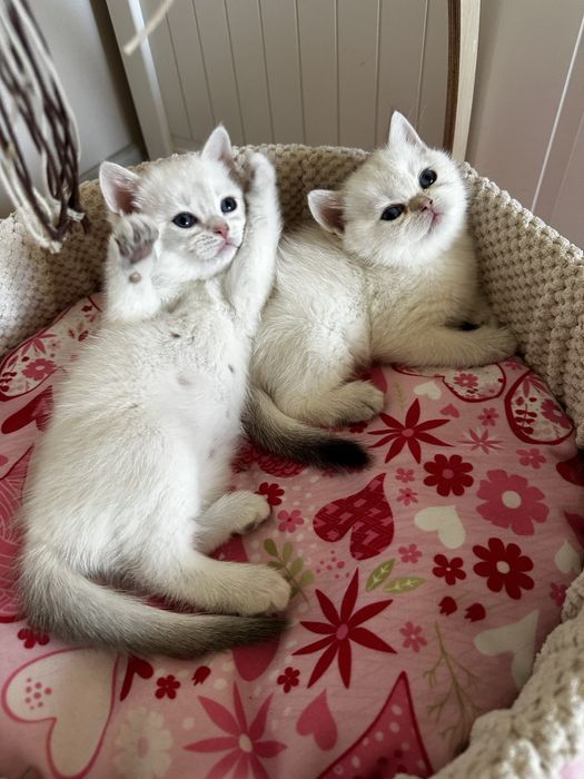 Kot brytyjski kocurek