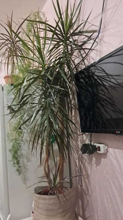 кімнатна   пальма  драцена