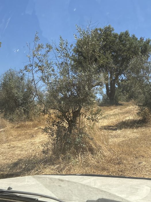 Oliveiras Galegas Tradicionais +60 Anos | Alentejo