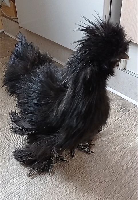 Китайські шовкові кури