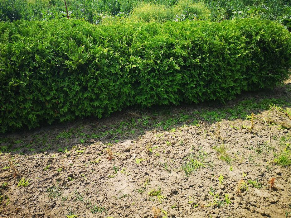 żywopłot z tuji,tuja