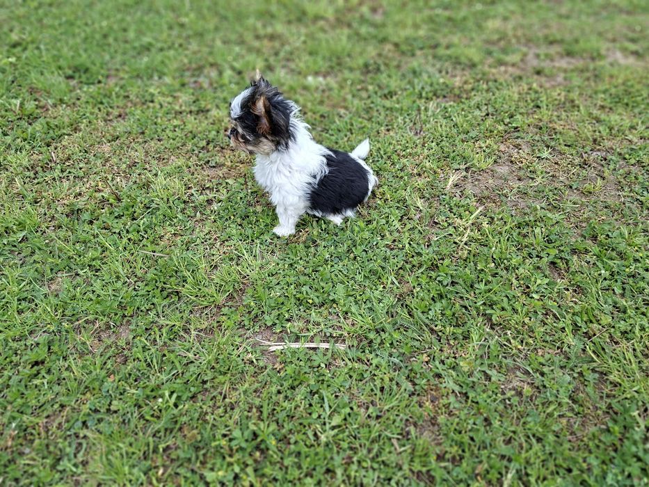 Yorkshire terrier Biewer suczka