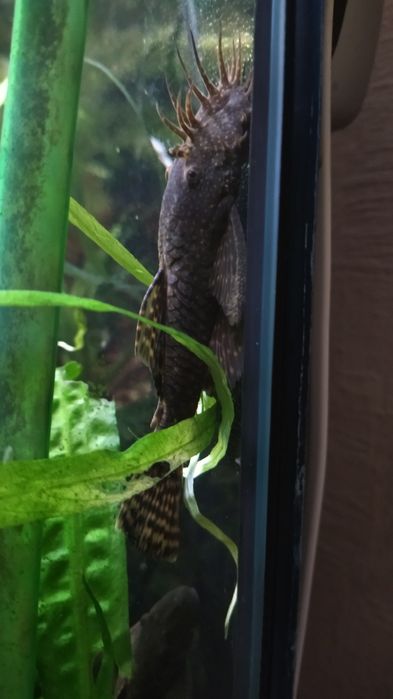 Продам нерестовые семьи анциструсов