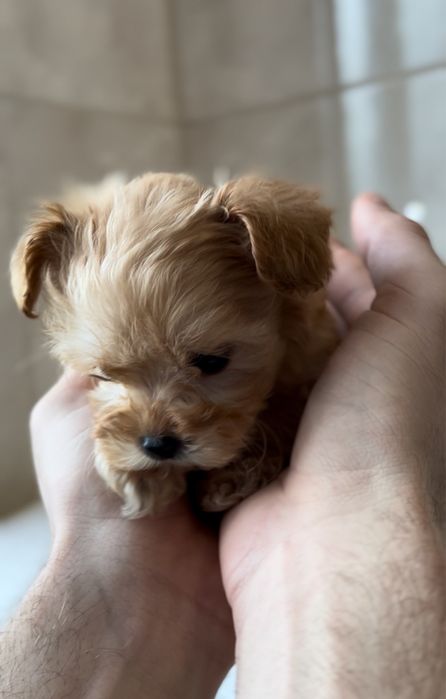 Малюки Мальтіпу ф1 готові до бронювання