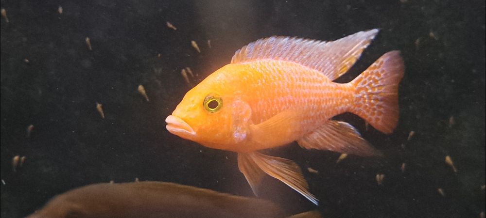 Pyszczak Aulonocara Fire Fish
