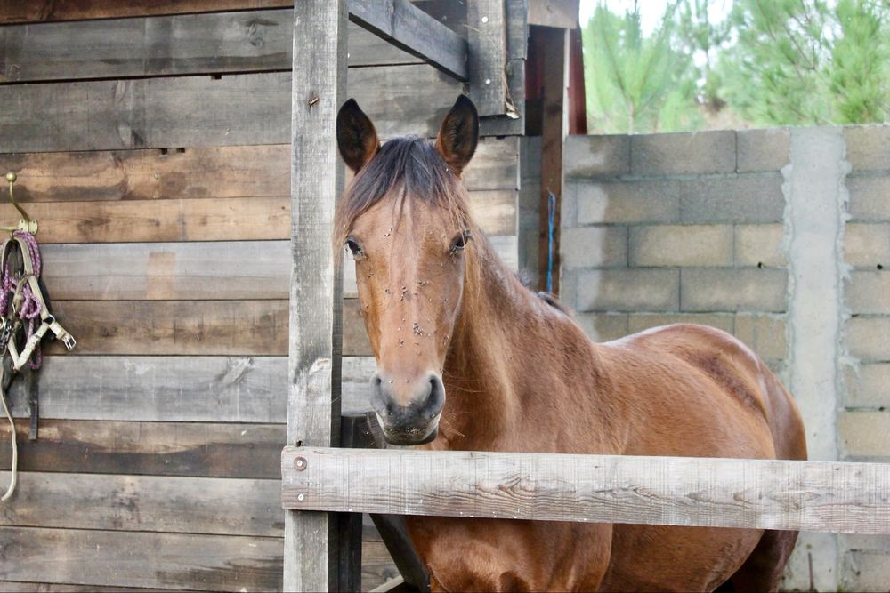Lote de cavalos : 4 eguas para venda seprarement ou em lote