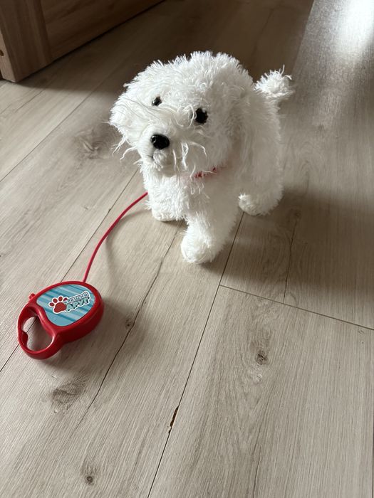 Собачка яка ходить гавкає на повідку