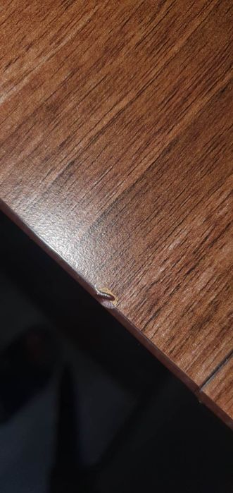 Stół     rozkładany