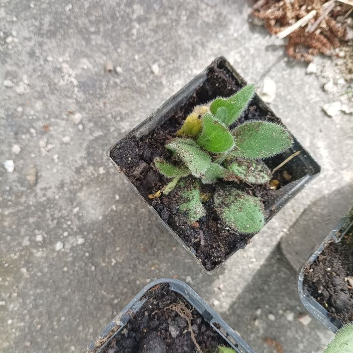 17. Sadzonki rudbekii