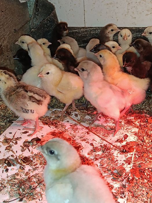 Продам добових курчат мішаних порід