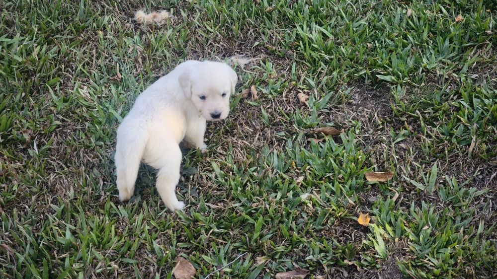 Golden Retriever   disponível.