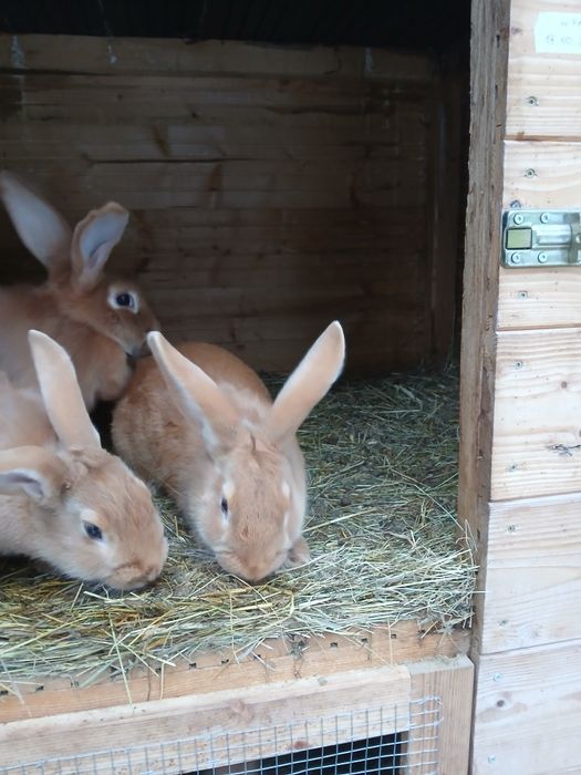 Witam posiadam na sprzedarz burgundy samce i samice