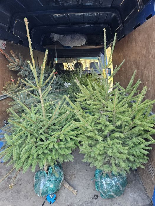 Ялинка блакитна, самшит, туя, ялівець, саджанці декоративних рослин