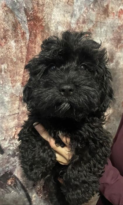 Maltipoo/Hawapoo  f1 Hope