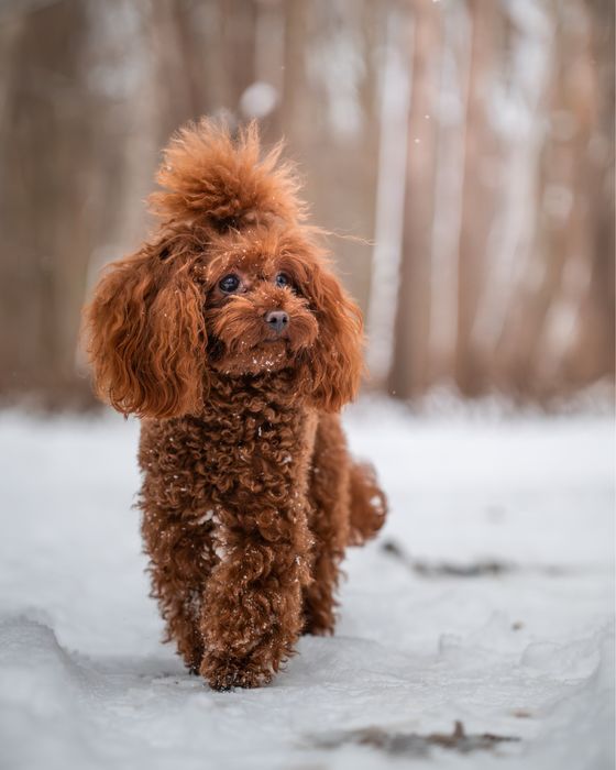 Pomapoo Teddy chiński