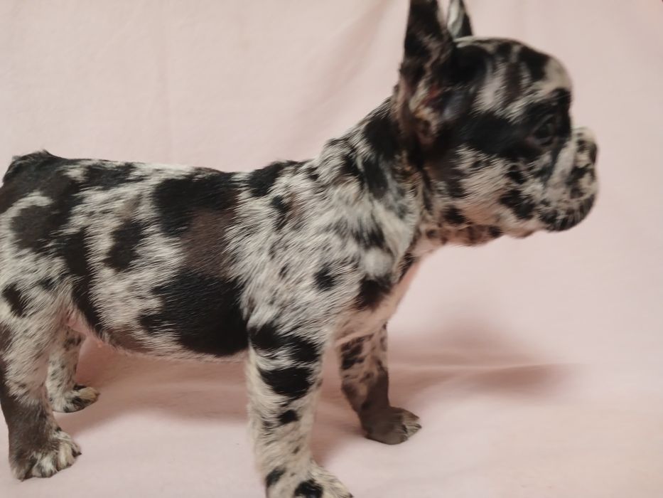 Французский бульдог Собака компаньон