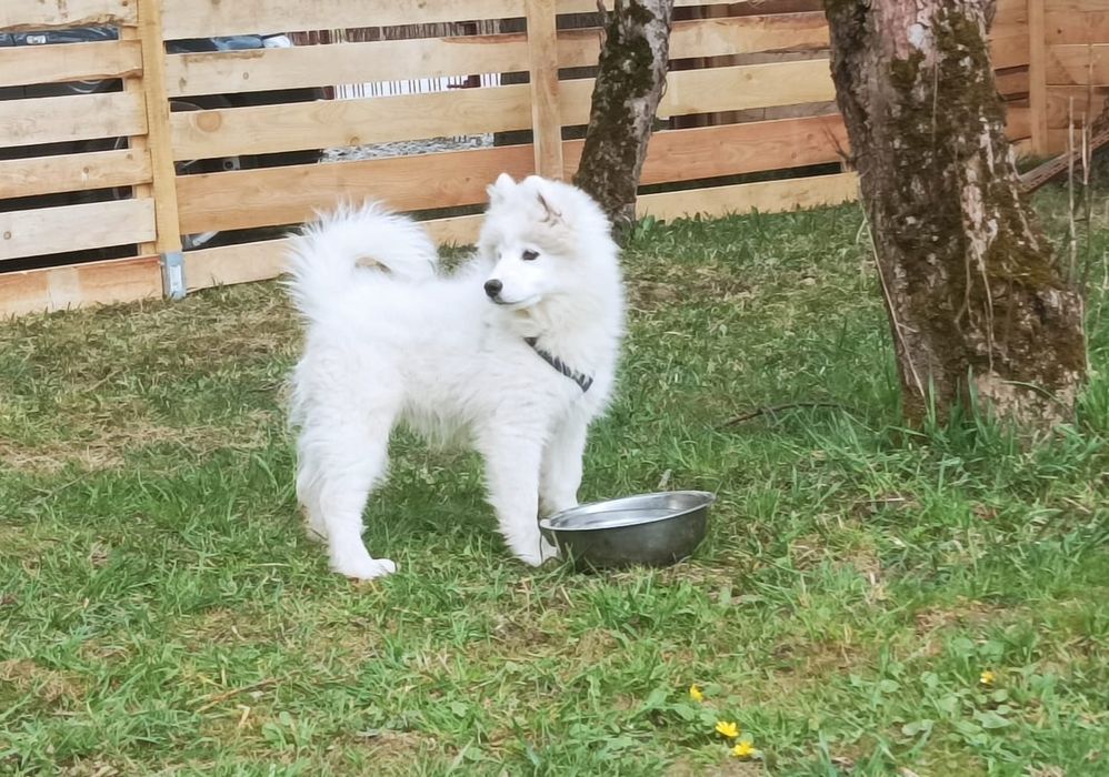 Przepiękna Suczka Samoyed