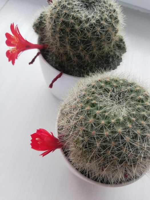 кактус ребуція (червона)