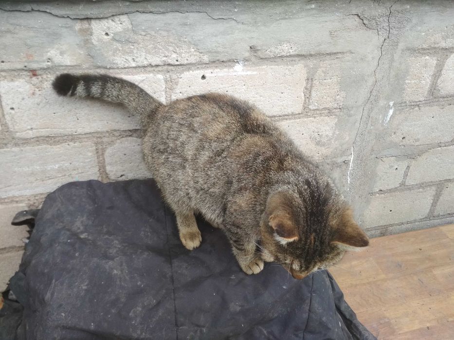 Кішку отдамо в хороші руки