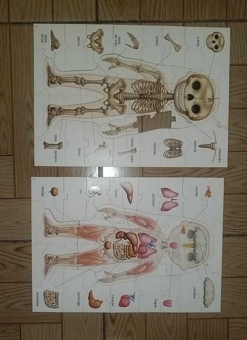 Jogo didático sobre o corpo humano, números e abecedário EDUCA