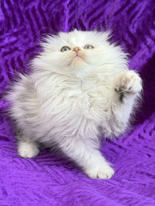 Femea scottish fold