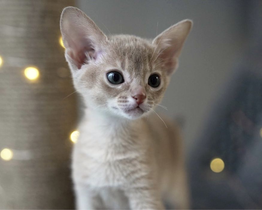 Абісінска дівчинка