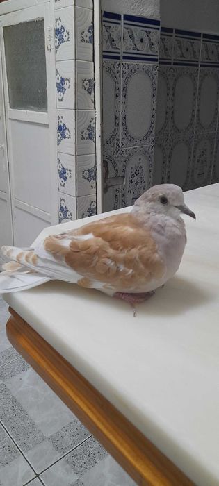 vendo  cerca de 30 rolas pela melhor oferta.