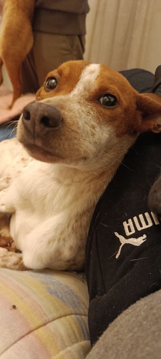 Cadelinha a procura de família