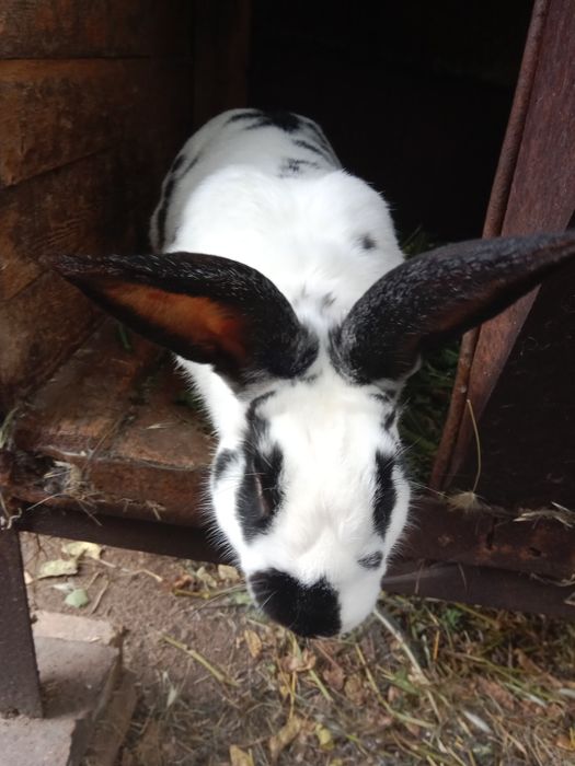 Кроли разные НЕ декоративные