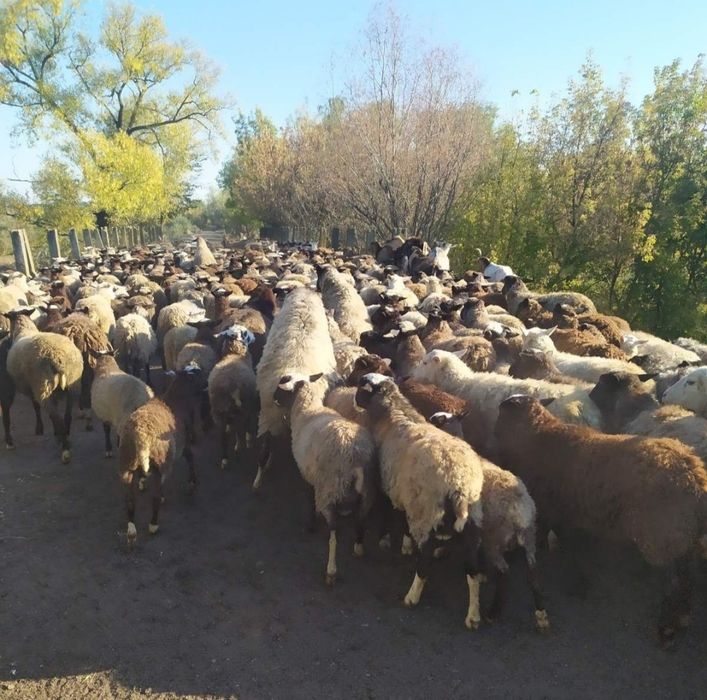 Вівці романовська порода