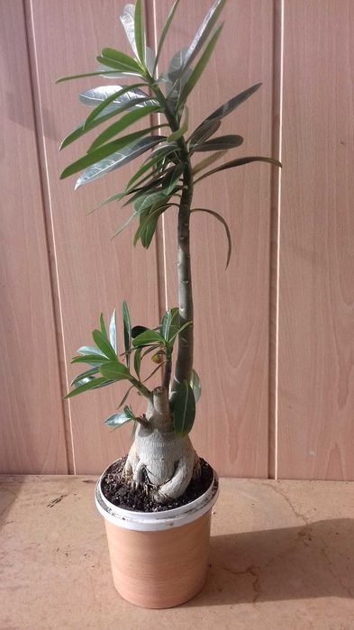 Адениум - Роза пустыни