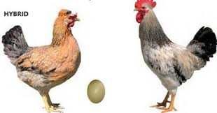 Продам яйце для інкубації курей Домінант