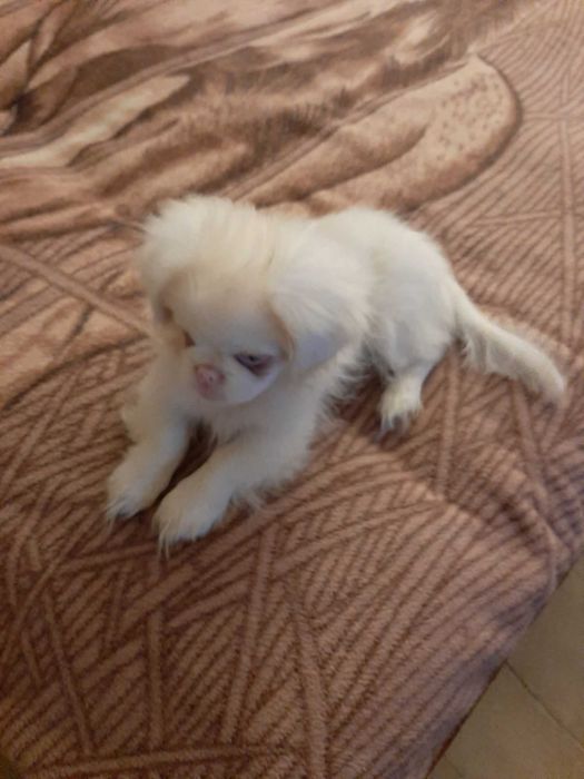 Пекінес альбінос в кольорі пінк з блакитними оченятами