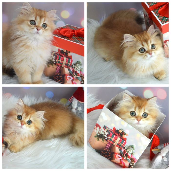 Британская золотая шиншилла котята