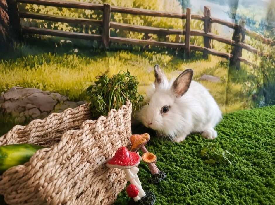 Trzymiesięczna króliczka do adopcji!