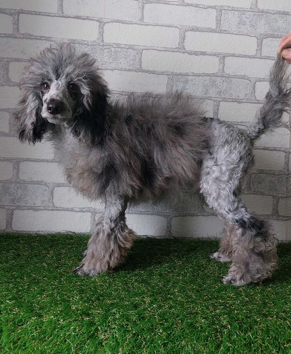 Пудель мраморный МЕРЛЕ мальчик