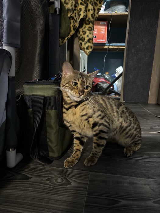 Бенгал вязка срочно бесплатно нужен мальчик