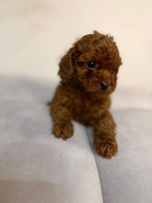 Pudel red toy pies chiny