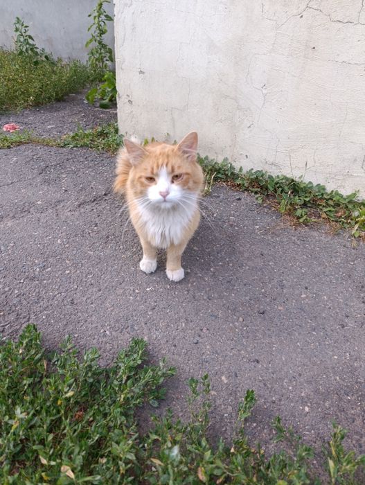 Гарний, ласкавий,  котик-хлопчик терміново шукає Люблячу Сім'ю