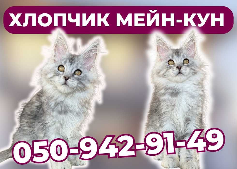 Неймовірний красень породи Мейн-кун. Хлопчик. З документами!