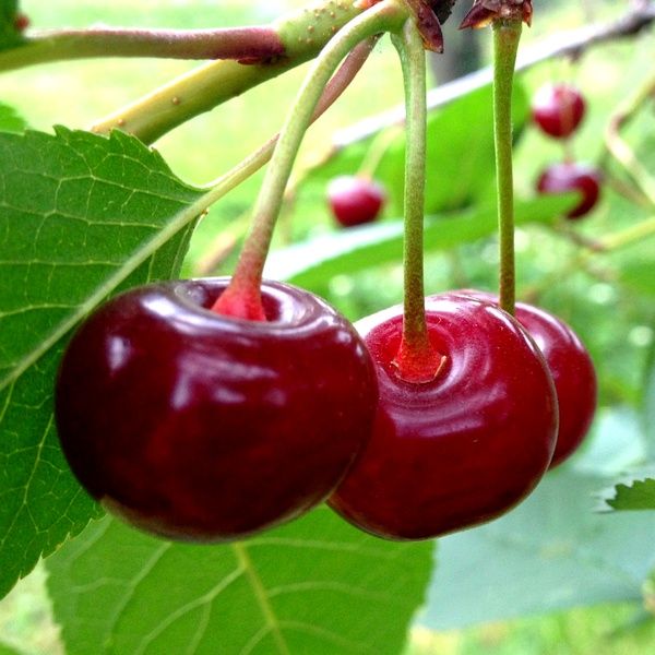 Продам недорого саджанці крупної вишні