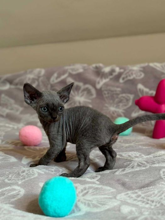 Devon Rex kotka z rodowodem FPL