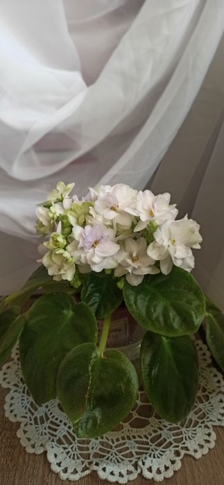 Свежесрезаный лист фиалки