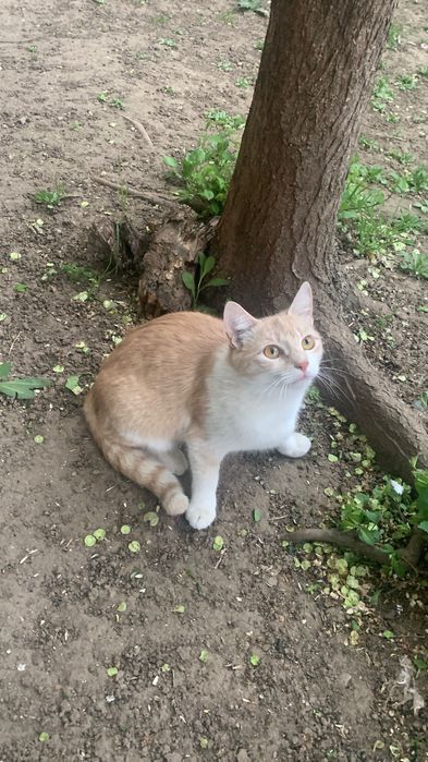 Стерилізована персикова кішечка шукає дім