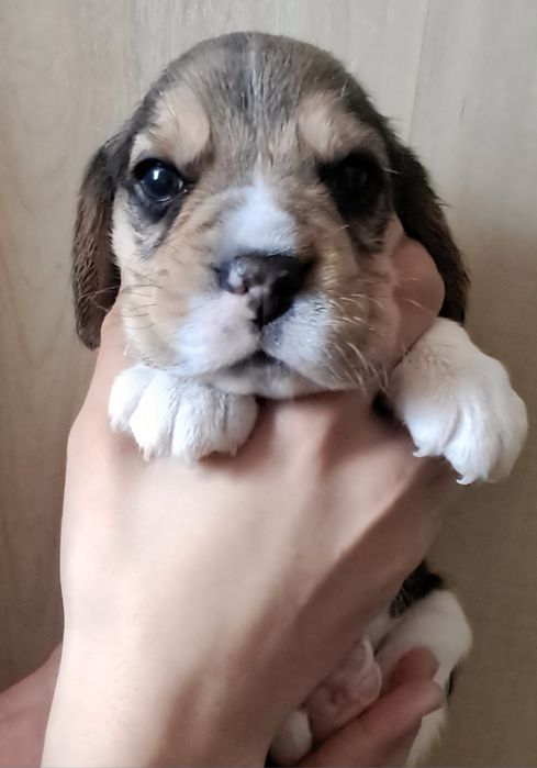 2 хлопчики Біглики! 1 місяць! Родословна