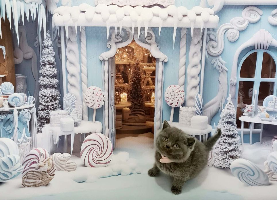 Kocurek brytyjski.  Rodowód FiFe FPL.