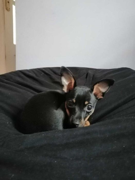 Хлопчик Той Терьер на в'язку