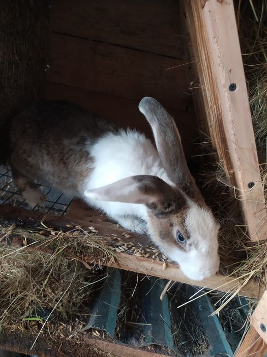 Продам молодняк кролики.